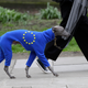 A dog in support of a second referendum.